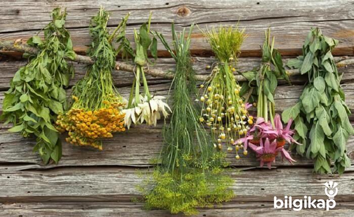 Her Bitki Şifalı mıdır?  Şifalı Bitkiler